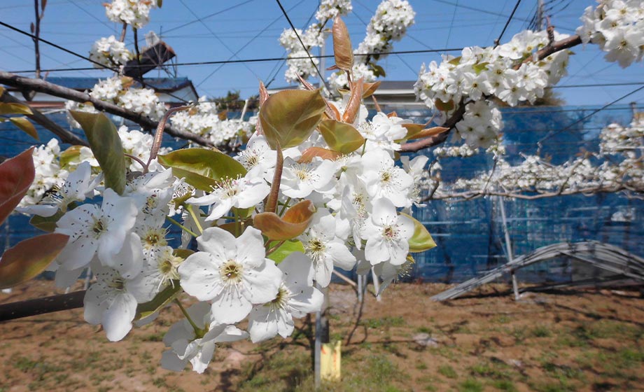 千葉県の梨栽培における減農薬・減化学肥料栽培への取り組み：イメージ